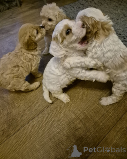 Foto №3. Wunderschöne Cavapoo-Welpen. Irland