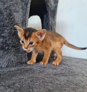 Foto №1. abessinierkatze - zum Verkauf in der Stadt Pritzwalk | 350€ | Ankündigung № 169540