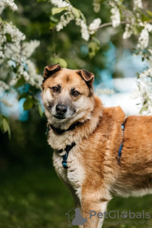 Foto №4. Ich werde verkaufen mischlingshund in der Stadt Москва. aus dem tierheim - preis - Frei