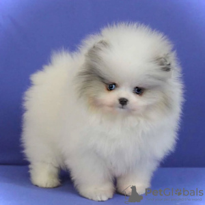 Foto №1. pommersche spitz - zum Verkauf in der Stadt Торонто | verhandelt | Ankündigung № 134038