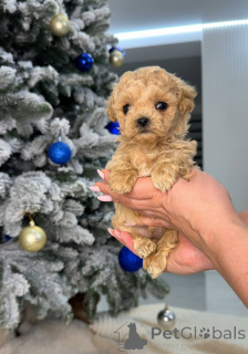 Foto №1. pudel (toy) - zum Verkauf in der Stadt Glasgow | 300€ | Ankündigung № 161535