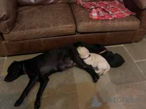 Foto №3. kräftige Labradorwelpen zur Adoption. Deutschland