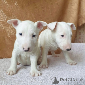 Foto №3. Süße Bullterrier-Welpen zu verkaufen. Business WhatsApp 4915781334108. Litauen