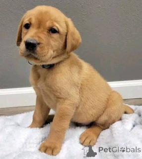 Foto №2 zu Ankündigung № 157839 zu verkaufen labrador retriever - einkaufen Großbritannien quotient 	ankündigung