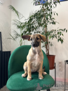 Foto №4. Ich werde verkaufen mischlingshund in der Stadt Москва. quotient 	ankündigung - preis - Frei