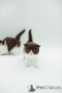 Foto №2 zu Ankündigung № 144556 zu verkaufen perserkatze - einkaufen Deutschland züchter