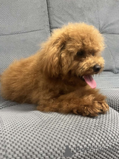 Foto №4. Ich werde verkaufen pudel (toy) in der Stadt Kiew. quotient 	ankündigung, vom kindergarten, züchter - preis - 1500€