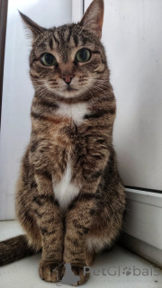 Foto №1.  - zum Verkauf in der Stadt Москва | Frei | Ankündigung № 143397