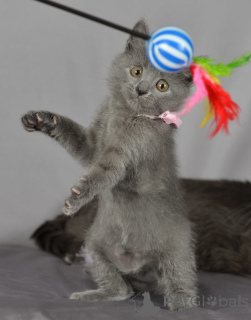 Foto №1. russisch blau - zum Verkauf in der Stadt Helsinki | 250€ | Ankündigung № 154774