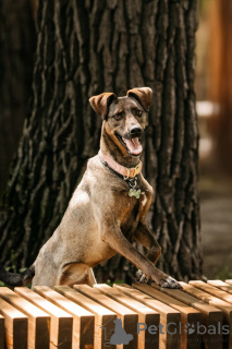 Foto №4. Ich werde verkaufen mischlingshund in der Stadt Moskwa.  - preis - Frei