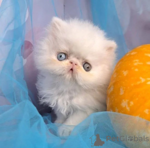 Foto №1. perserkatze - zum Verkauf in der Stadt Nördlingen | 350€ | Ankündigung № 177603