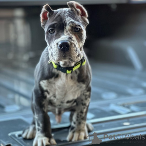 Foto №4. Ich werde verkaufen cane corso italiano in der Stadt Augsburg. quotient 	ankündigung - preis - 700€