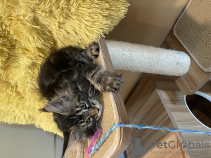 Foto №4. Ich werde verkaufen maine-coon-katze in der Stadt Квакертаун. züchter - preis - 1514€