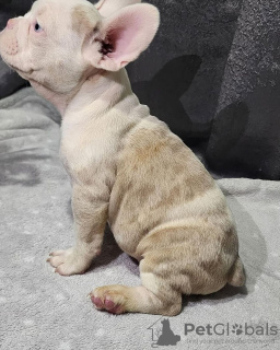 Foto №2 zu Ankündigung № 99004 zu verkaufen französische bulldogge - einkaufen USA züchter