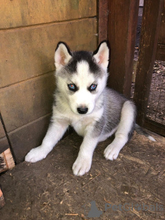 Foto №1. siberian husky - zum Verkauf in der Stadt Mainz | 350€ | Ankündigung № 114669