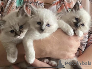Foto №1. birma-katze - zum Verkauf in der Stadt Andermatt | 350€ | Ankündigung № 172050
