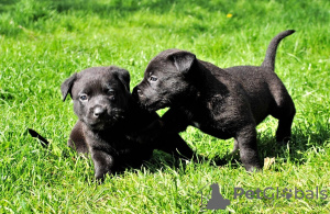 Zusätzliche Fotos: Hervorragende schwarze Labrador-Welpen