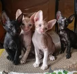 Foto №2 zu Ankündigung № 170892 zu verkaufen cornish rex - einkaufen Finnland quotient 	ankündigung, züchter