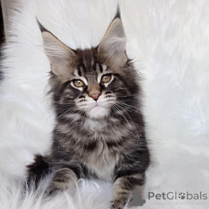 Foto №2 zu Ankündigung № 146002 zu verkaufen maine-coon-katze - einkaufen Großbritannien quotient 	ankündigung