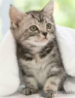 Foto №3. Chatons Amerikanisch Kurzhaar sind à la vente erhältlich.. Belgien