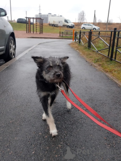 Foto №3. Liebevoller Brownie-Hund. Russische Föderation