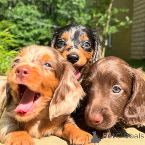 Foto №3. Dackelwelpe zur Adoption. Irland