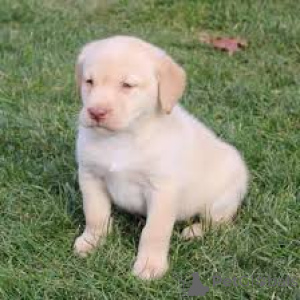 Foto №3. Labrador Retriever Welpen zu verkaufen. Großbritannien