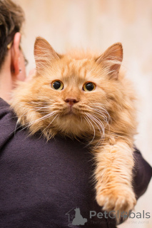 Foto №3. Ryzhik sucht ein Zuhause!. Russische Föderation