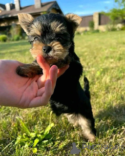 Foto №3. Kaufen Sie jetzt Ihre wunderschönen, geimpften Yorkshire Terrier-Welpen für ein. Niederlande