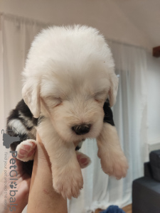 Foto №3. Alter englischer Schäferhund Bobtail-Welpen zu verkaufen. Kroatien