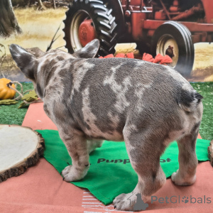 Foto №2 zu Ankündigung № 175379 zu verkaufen französische bulldogge - einkaufen USA quotient 	ankündigung
