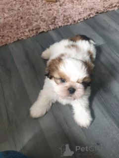 Foto №2 zu Ankündigung № 158847 zu verkaufen shih tzu - einkaufen Deutschland 