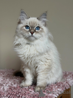 Foto №3. Wunderschönes Sibirisches Kätzchen. Deutschland