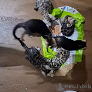 Foto №1. bengal katzenrasse - zum Verkauf in der Stadt Herzogtum Lauenburg | 380€ | Ankündigung № 167267