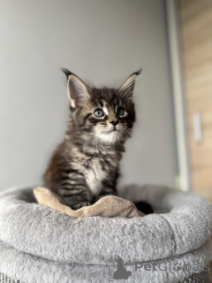 Foto №4. Ich werde verkaufen maine-coon-katze in der Stadt Woltersdorf. quotient 	ankündigung - preis - 420€