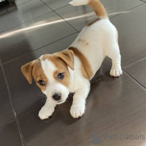 Foto №1. jack russell terrier - zum Verkauf in der Stadt Castrop-Raixel | 550€ | Ankündigung № 160531