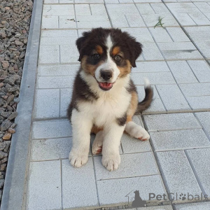 Foto №2 zu Ankündigung № 157516 zu verkaufen australian shepherd - einkaufen Österreich quotient 	ankündigung
