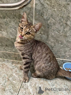 Foto №4. Ich werde verkaufen  in der Stadt Moskova. quotient 	ankündigung - preis - Frei