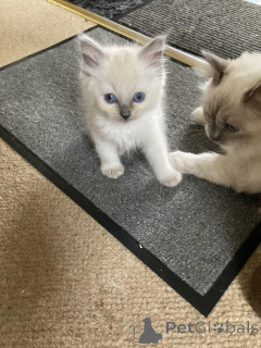 Foto №2 zu Ankündigung № 160994 zu verkaufen ragdoll-katze - einkaufen Österreich quotient 	ankündigung