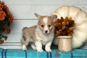 Foto №4. Ich werde verkaufen welsh corgi in der Stadt Cholargos.  - preis - 280€