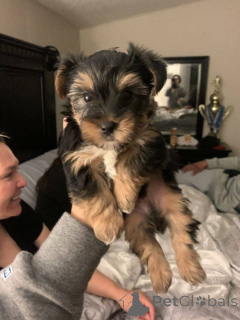 Foto №2 zu Ankündigung № 167868 zu verkaufen biewer terrier - einkaufen USA züchter