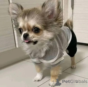 Foto №1. chihuahua - zum Verkauf in der Stadt Helsinki | 500€ | Ankündigung № 165318