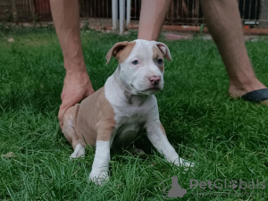 Foto №2 zu Ankündigung № 25856 zu verkaufen amerikanischer staffordshire terrier - einkaufen Kirgisistan quotient 	ankündigung, züchter