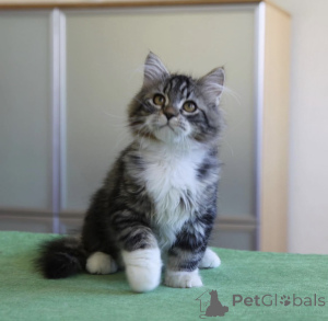 Foto №1. sibirische katze - zum Verkauf in der Stadt Munno Para | 2809€ | Ankündigung № 176649