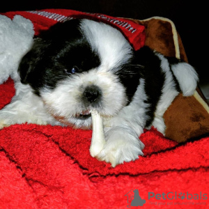 Foto №1. shih tzu - zum Verkauf in der Stadt Richmond | verhandelt | Ankündigung № 42912