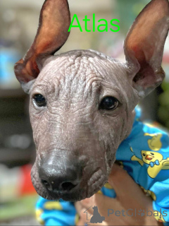 Foto №3. Cuccioli di Xoloitzcuintli (Cane Nudo Messicano). Italien