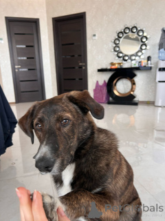 Foto №2 zu Ankündigung № 138549 zu verkaufen mischlingshund - einkaufen Georgien quotient 	ankündigung, züchter