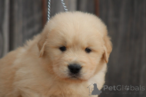 Foto №3. Wunderschöne Golden Retriever Welpen zum Verschenken. Deutschland