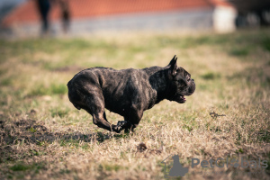 Foto №2 zu Ankündigung № 97642 zu verkaufen französische bulldogge - einkaufen Serbien züchter