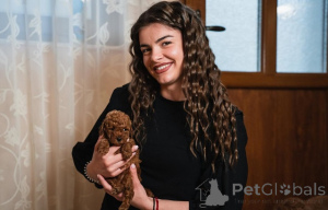 Foto №4. Ich werde verkaufen pudel (toy) in der Stadt Vilovo. züchter - preis - verhandelt